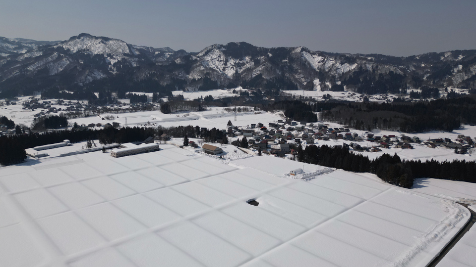 雪下にんじん除雪①