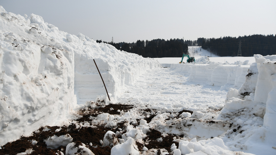 雪下にんじん除雪④