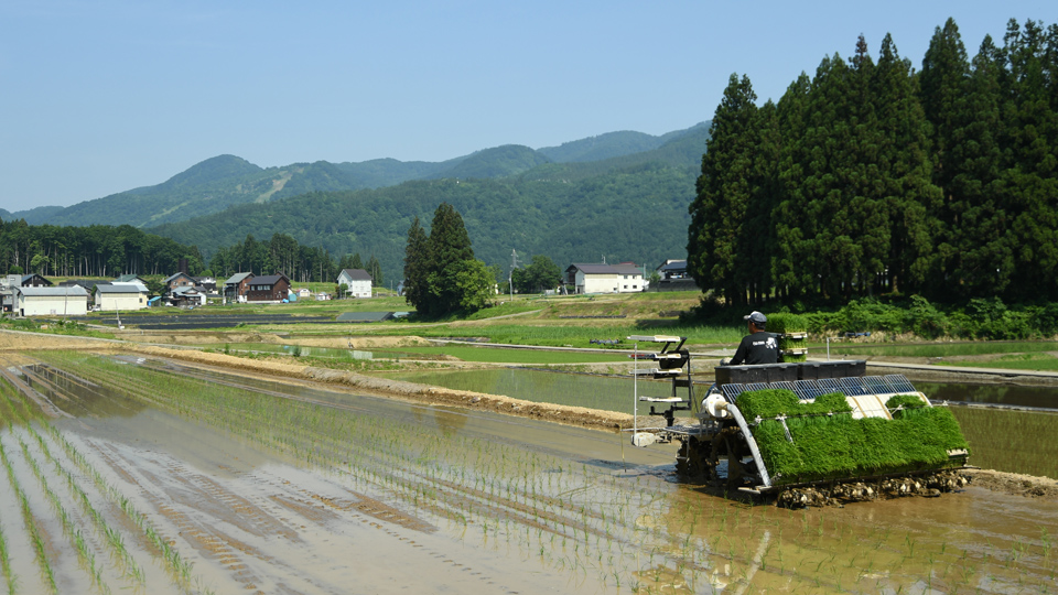田植えラストスパート①